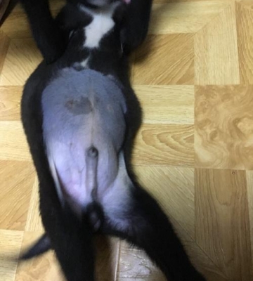 狗狗肚子为什么发紫