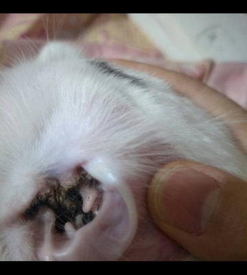 猫咪中耳炎怎么治疗