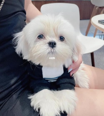 全白狗狗是什么品种