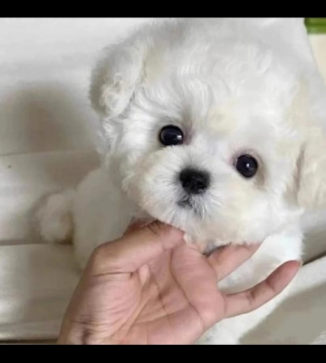 幼犬比熊怎么看纯不纯