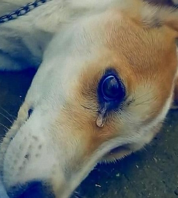 狗狗怎么会像人哭