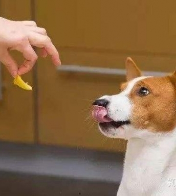 为什么奖励狗狗