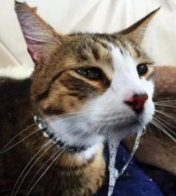 小猫咪吐口水怎么办