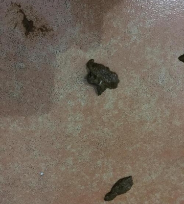 狗狗拉白虫是怎么回事