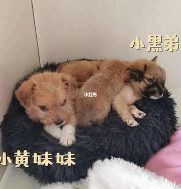 领养狗狗怎么把它养熟