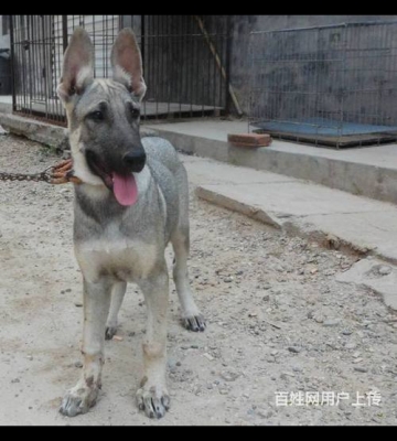 狼青打什么疫苗