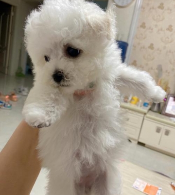 两个月比熊得了细小怎么办