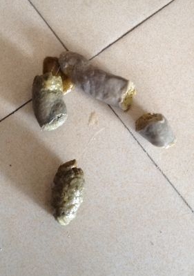 狗狗为什么拉屎都是稀的