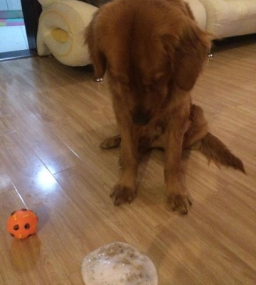 金毛只吐没有拉稀怎么办