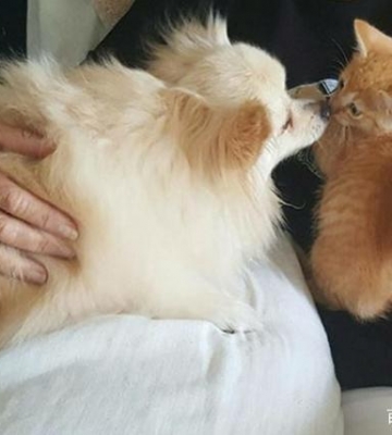 狗狗抓猫怎么办