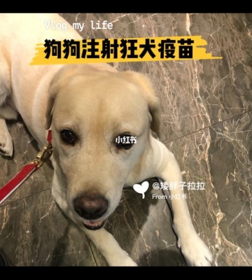 什么情况下狗狗不能打狂犬疫苗