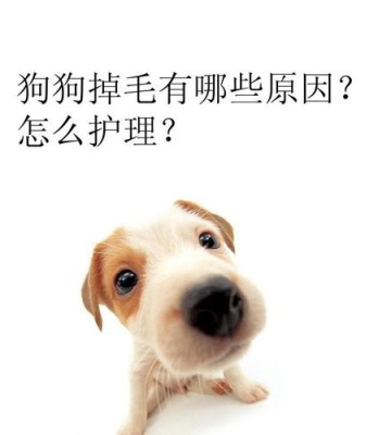 狗狗脱毛补充什么