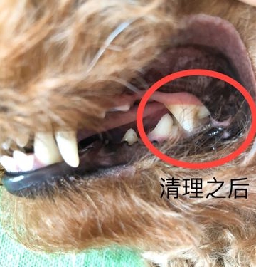 狗狗怎么发现有结石