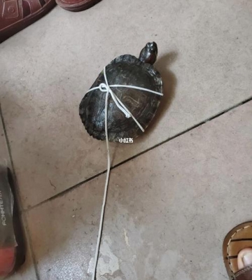 如何正确地遛龟