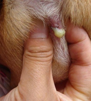 狗狗肛腺是怎么产生的