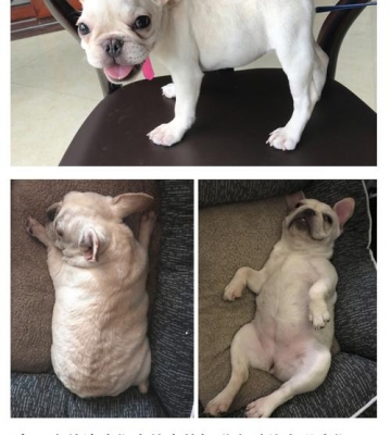 斗牛犬换狗粮怎么办