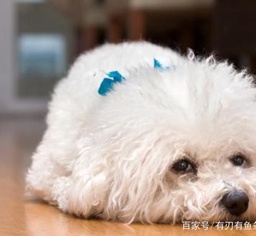 比熊大便要很久怎么回事
