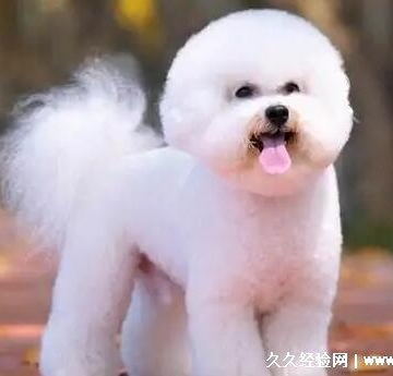 什么宠物狗价位便宜