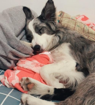 边牧幼犬怎么一直睡觉