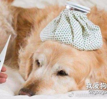 怎么给狗狗测温