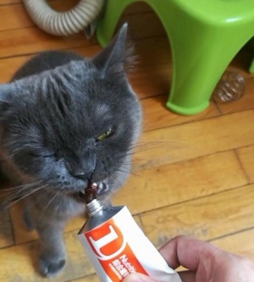 怎么喂小猫咪吃药