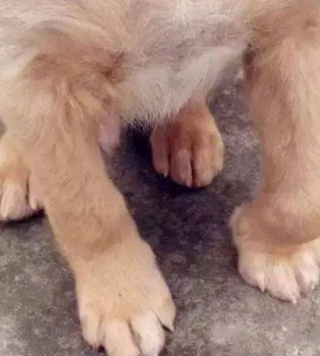 幼犬缺钙什么症状图片