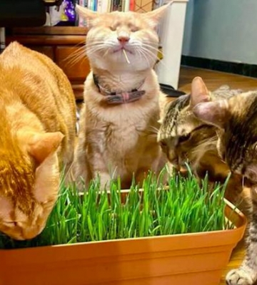为什么给猫咪吃猫草