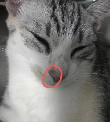 猫咪鼻子上长猫癣用什么药