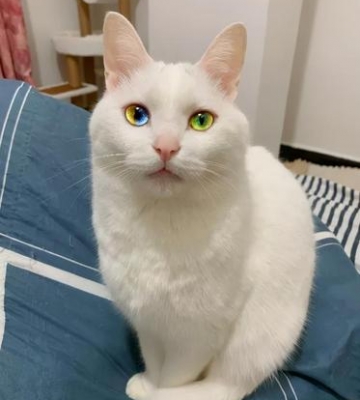 猫为什么一只眼睛闭着