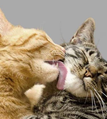 猫咪为什么会舔毛发