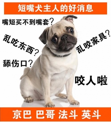 怎么训练狗狗松嘴