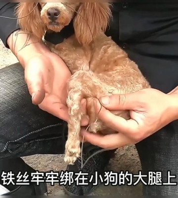 小狗腿瘸了怎么给固定