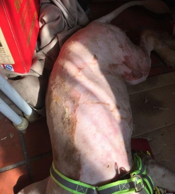 狗狗背被烫着怎么治