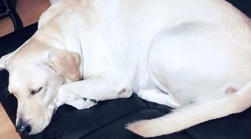 狗狗身体抖是怎么回事