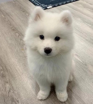 萨摩耶公幼犬吃什么