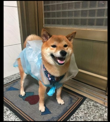 用什么袋子装狗狗