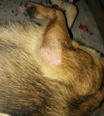 狗狗得了真菌病怎么办