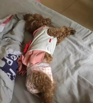 狗狗没有月经是怎么了