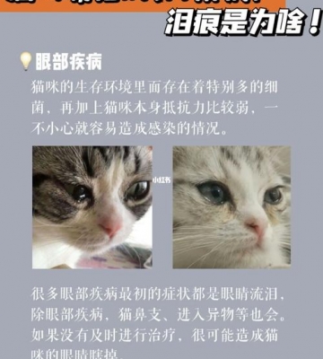猫咪疾病通过什么传染
