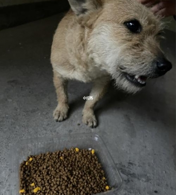 小狗吃了猫粮怎么办