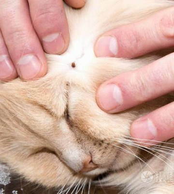 猫咪身上会有什么虫