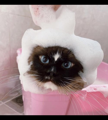 怎么过猫咪洗澡