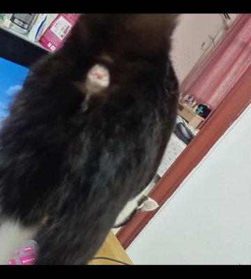 猫咪的菊花怎么处理