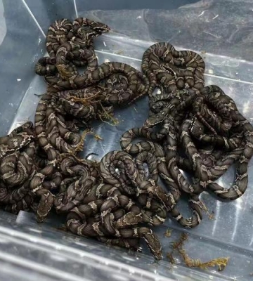 宠物黑棕蛇吃什么