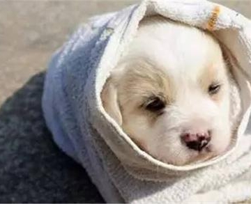 冬天狗狗易得什么病