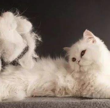 猫咪为什么会肚子疼