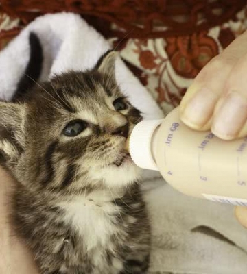 猫咪怀孕和什么奶粉