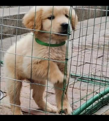 金毛幼犬太胖了怎么办