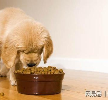 三个月多狗狗怎么吃狗粮