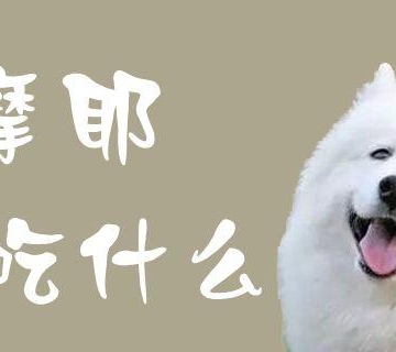 萨摩耶吃什么狗粮贴吧